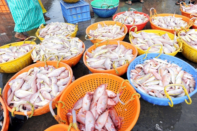 Seafood products export from India during the last three years has increases