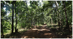 Total forest and tree cover increased by 2261 square kilometre in India