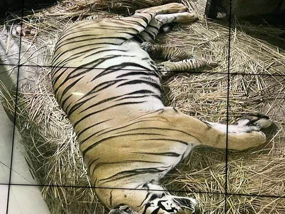 Royal Bengal Tigress has delivered cubs at National Zoological Park ,New Delhi