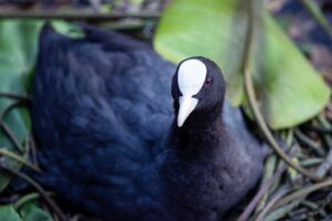 Common-coot-on-natural-nest.-Photo-Auke-Florian-Hiemstra.jpg